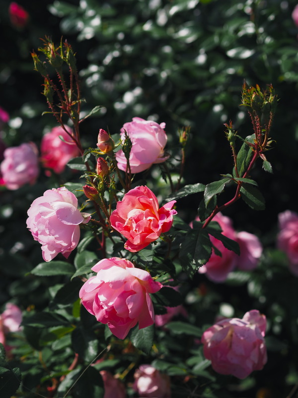 'Pink Chantilly ®' rose photo
