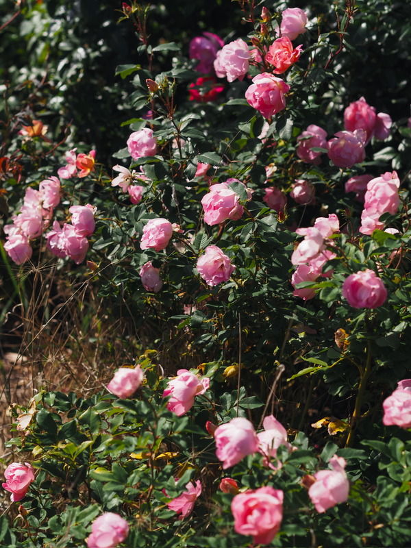 'Pink Chantilly ®' rose photo