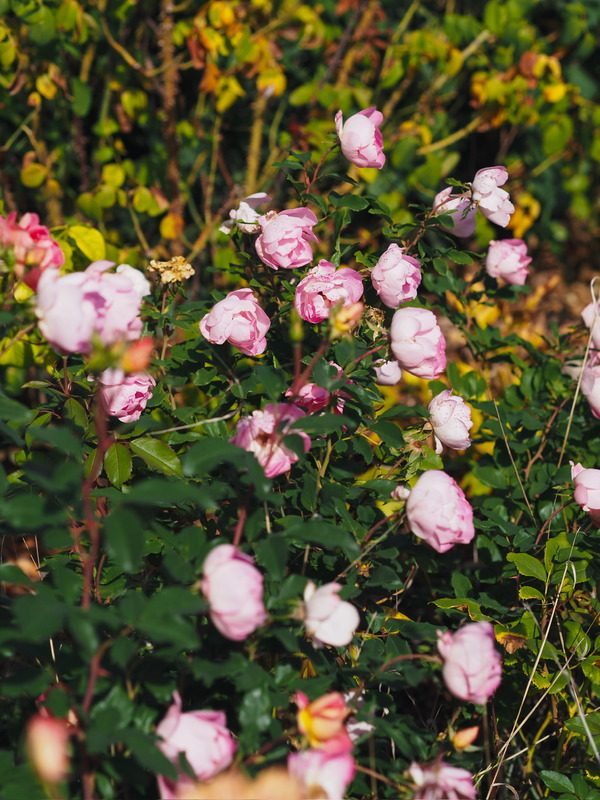 'Pink Chantilly ®' rose photo