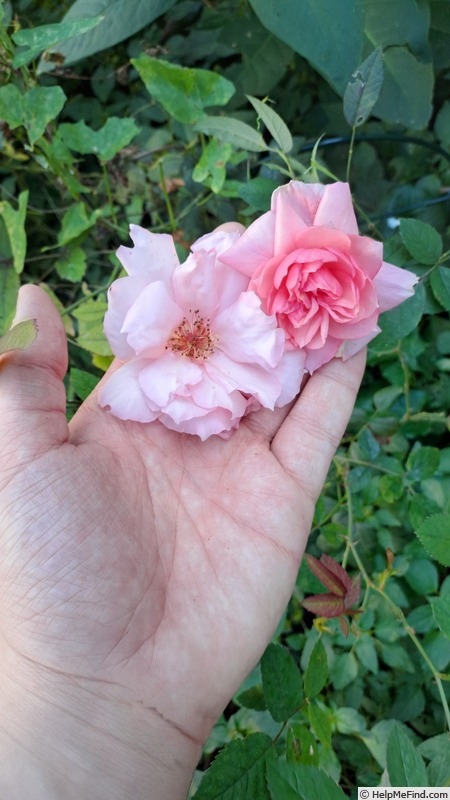 'D03-1' rose photo