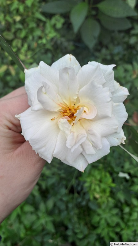 'D03-2' rose photo