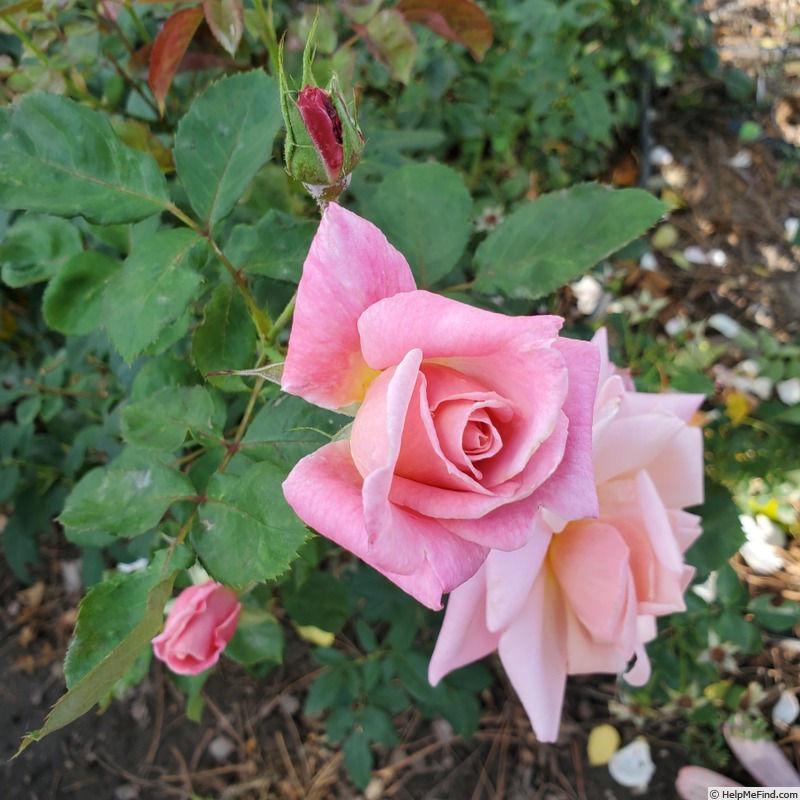 'Pink Parfait' rose photo