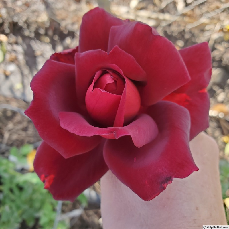 'Night Time' rose photo