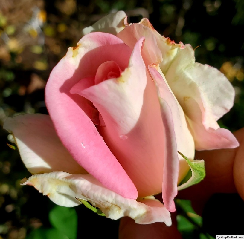 'Falling in Love ™' rose photo