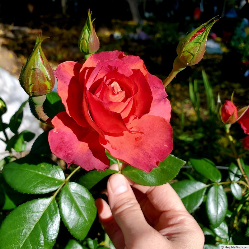 'Hot Cocoa ™ (floribunda, Carruth 2001)' rose photo