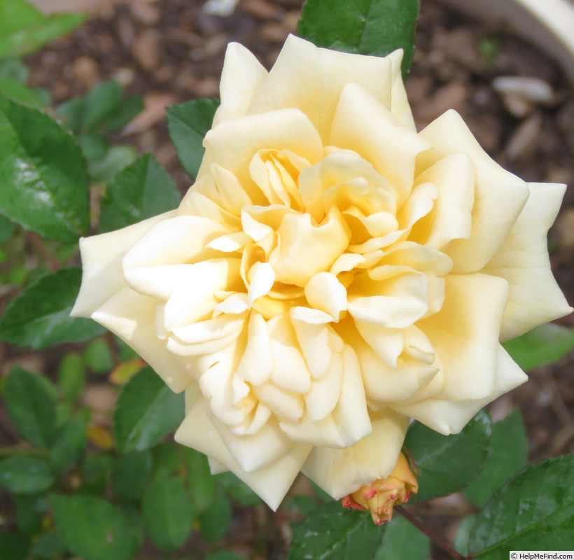 'George Elger' rose photo