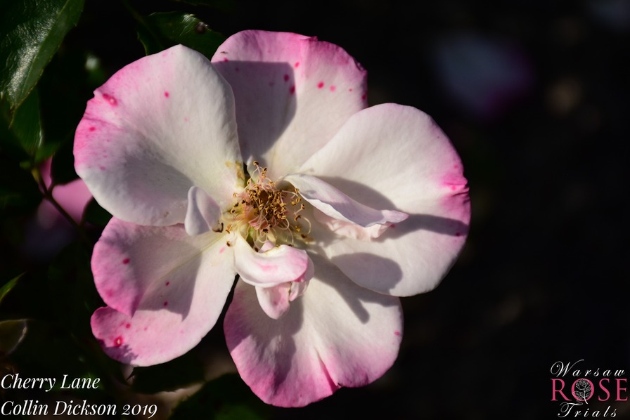 'Cherry Lane' rose photo