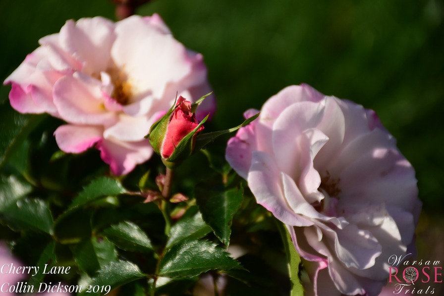 'Cherry Lane' rose photo