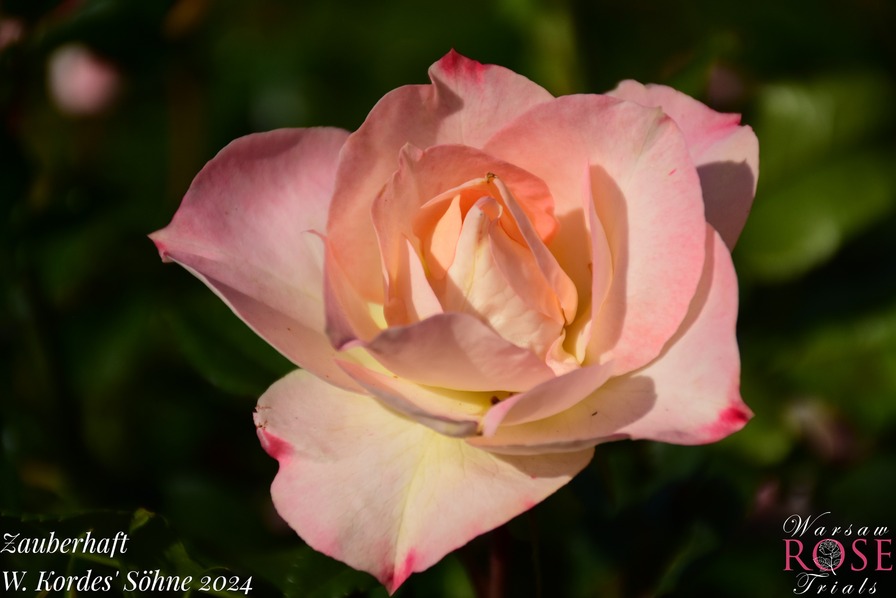'Zauberhaft (floribunda, Proll/Kordes, 2013/24)' rose photo