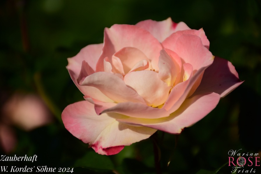 'Zauberhaft (floribunda, Proll/Kordes, 2013/24)' rose photo