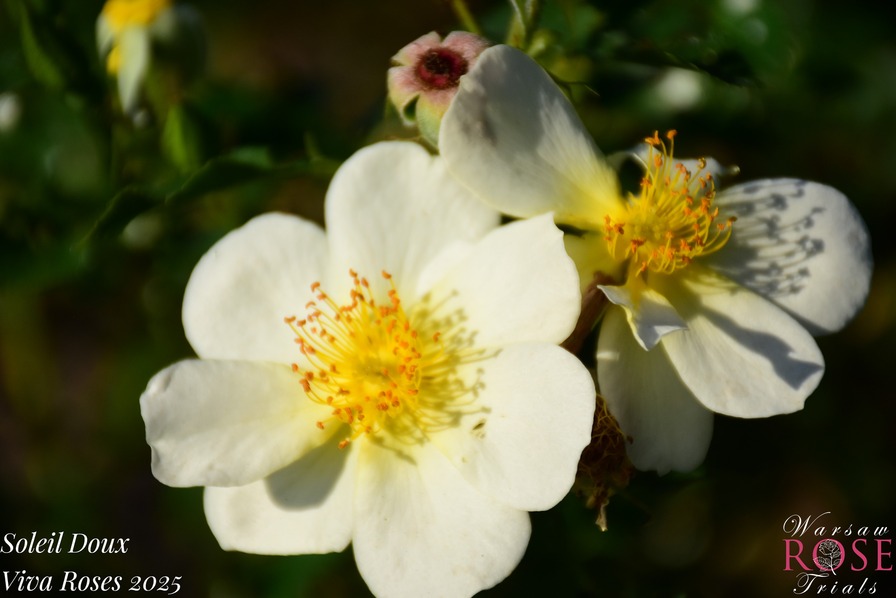'VISanicre' rose photo