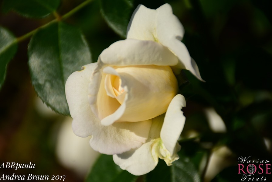 'ABRpaula' rose photo