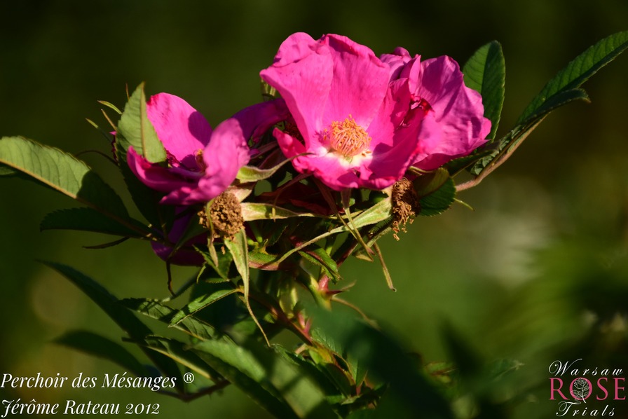 'Perchoir des mésanges ®' rose photo