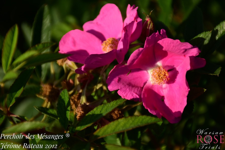 'Perchoir des mésanges ®' rose photo