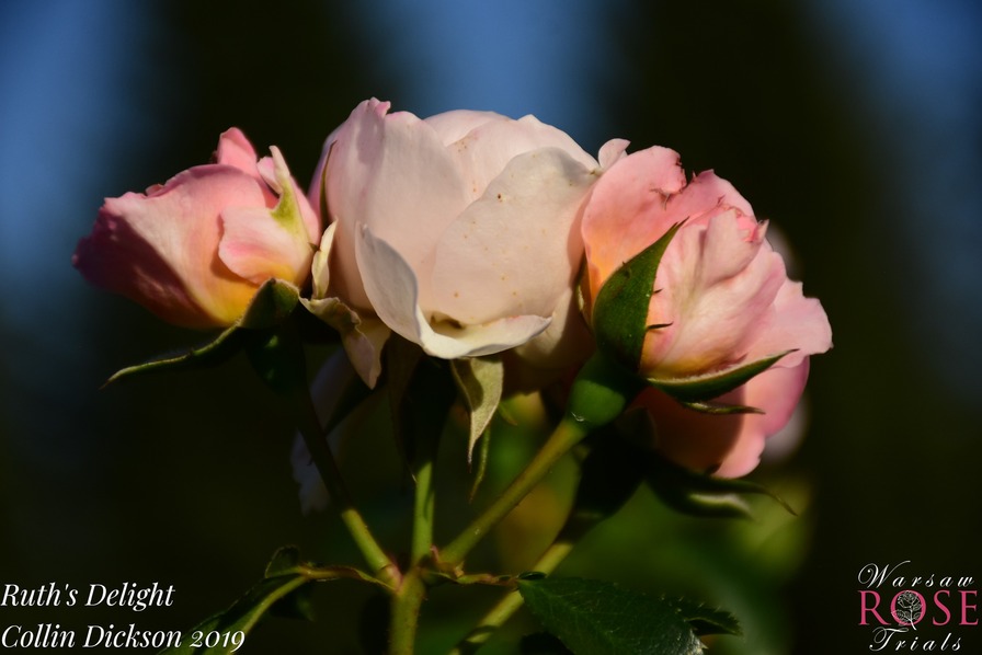 'Ruth's Delight' rose photo