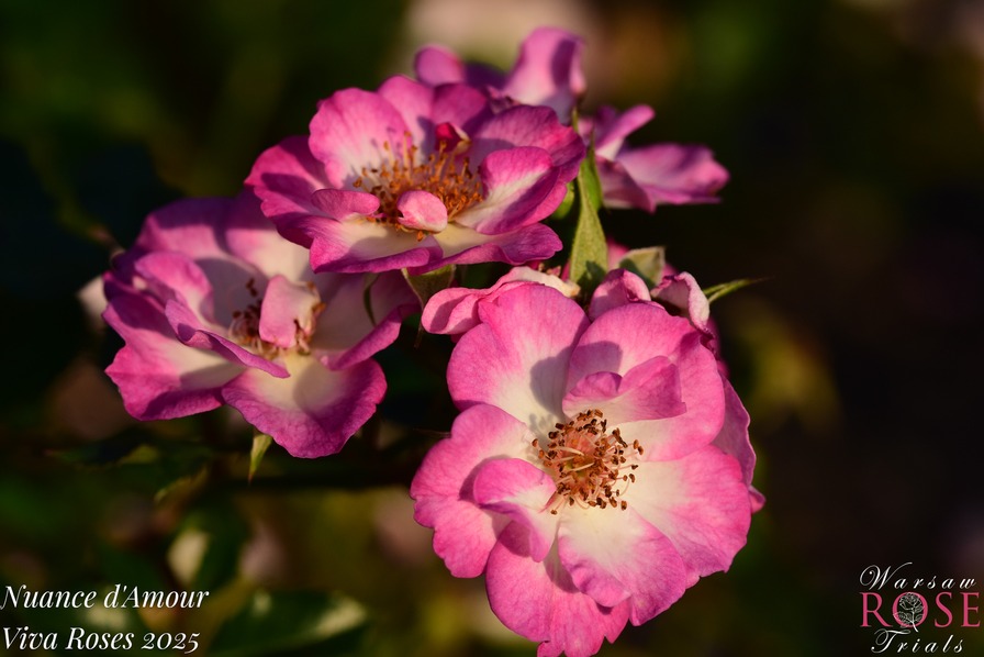 'Nuance d'Amour' rose photo