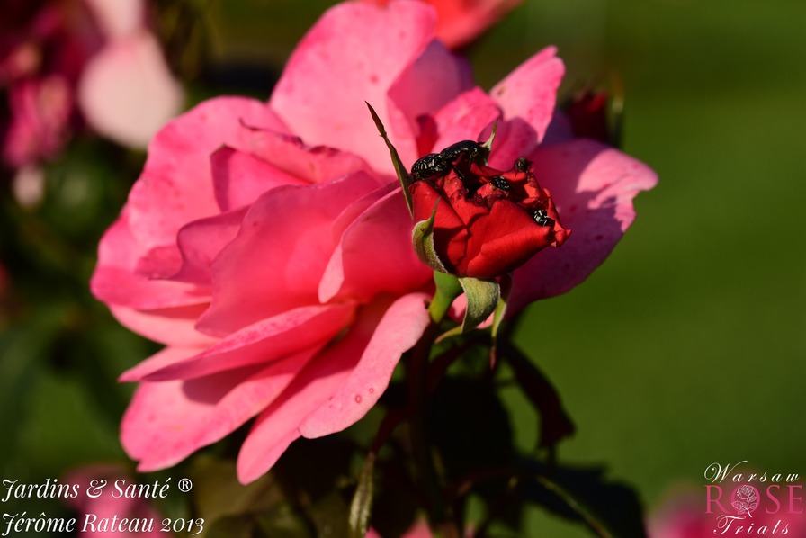 'Jardins & Santé ®' rose photo