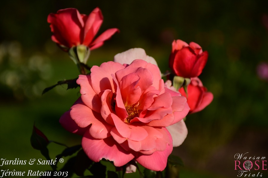 'Jardins & Santé ®' rose photo