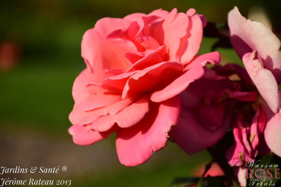 'Jardins & Santé ®' rose photo