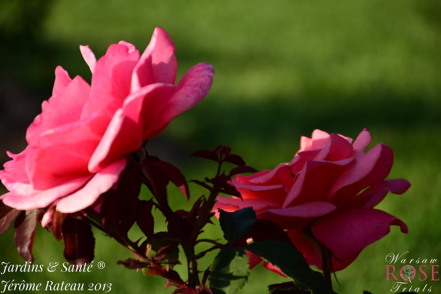 'Jardins & Santé ®' rose photo