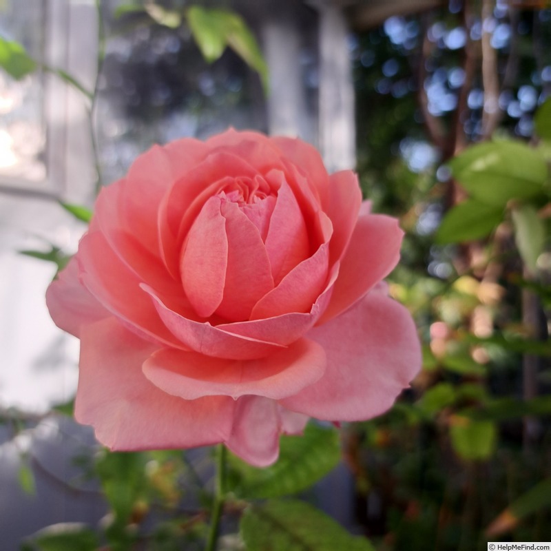 'Sir Lancelot (floribunda, Harkness, 2000)' rose photo