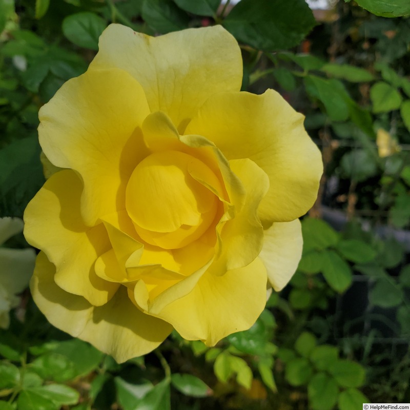 'True Friendship' rose photo