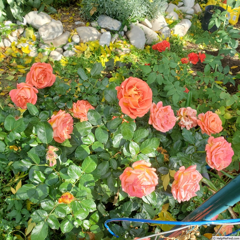 'Burst of Joy ™' rose photo