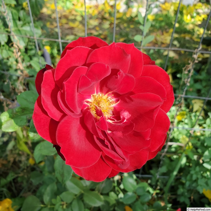 'Black Lady ®' rose photo