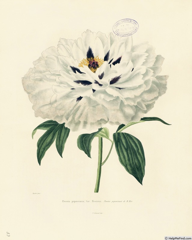 'Hissiana' peony photo