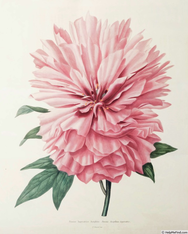 'Impératrice Joséphine' peony photo
