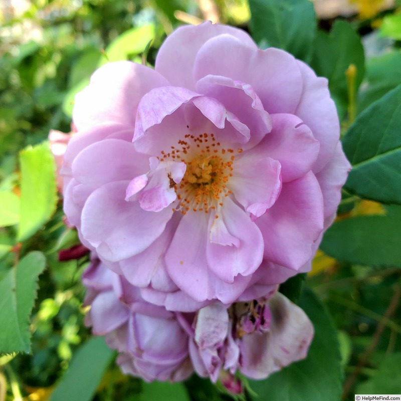 'Rise Up Lilac Days™' rose photo