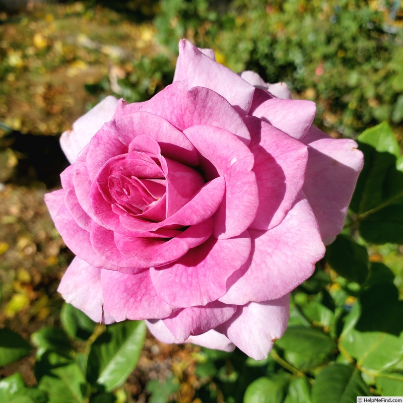 'Sweet Intoxication' rose photo