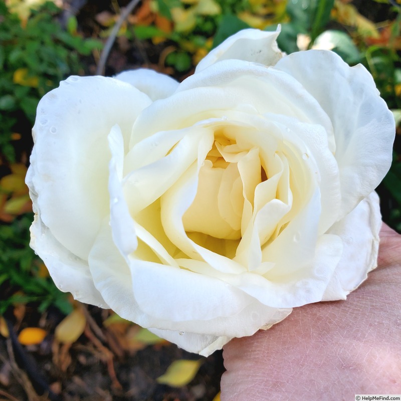 'Mount Shasta' rose photo
