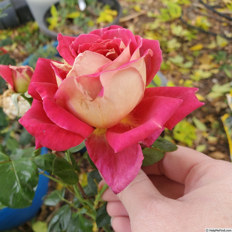 'Cherries & Champagne ®' rose photo