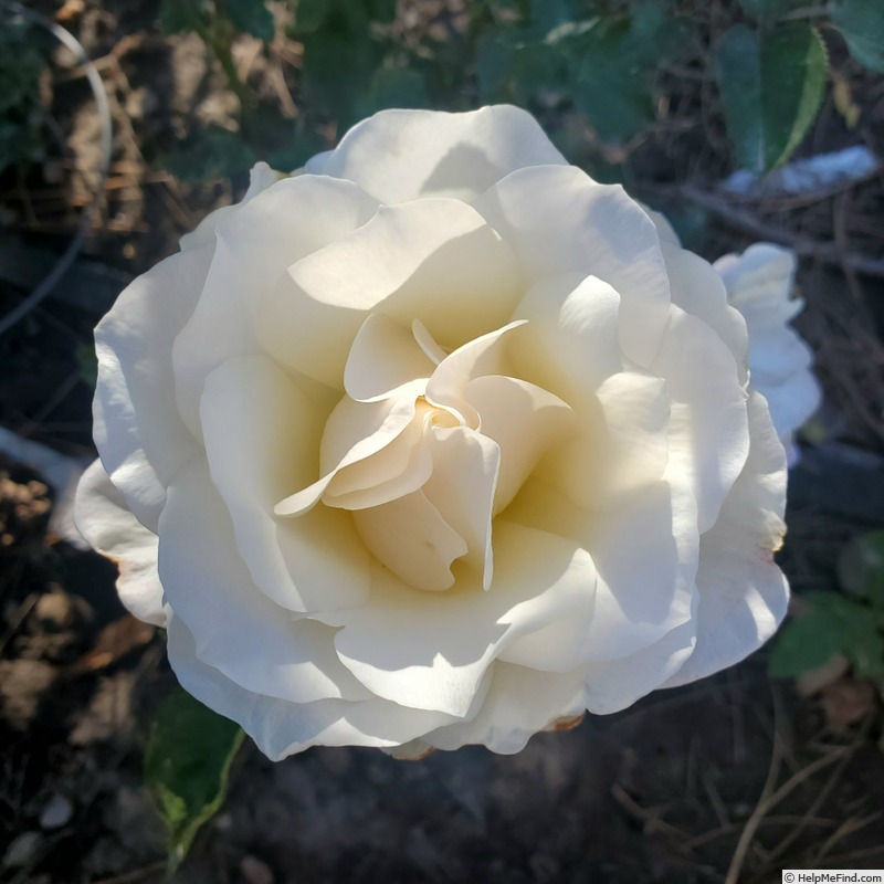 'Smooth Talk' rose photo