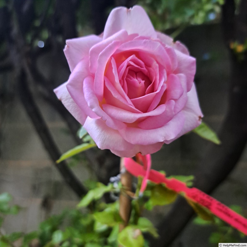 'Madrigal ® (hybrid tea, Orard, 2020)' rose photo