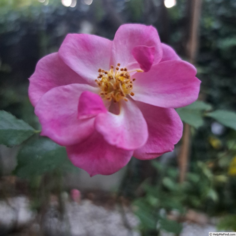 'Jolie Provence ®' rose photo