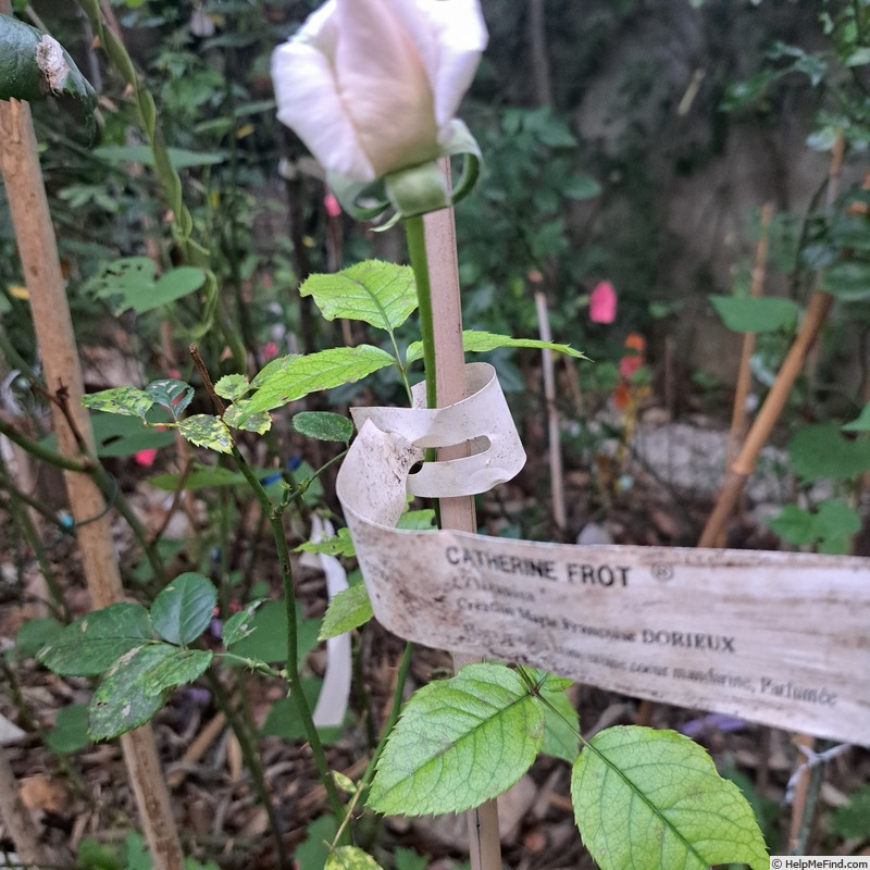 'Catherine Frot ®' rose photo
