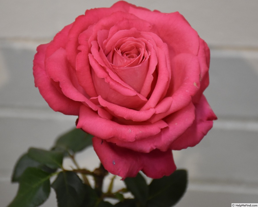 'Unconventional Lady' rose, click to enlarge 'Unconventional Lady' rose photo