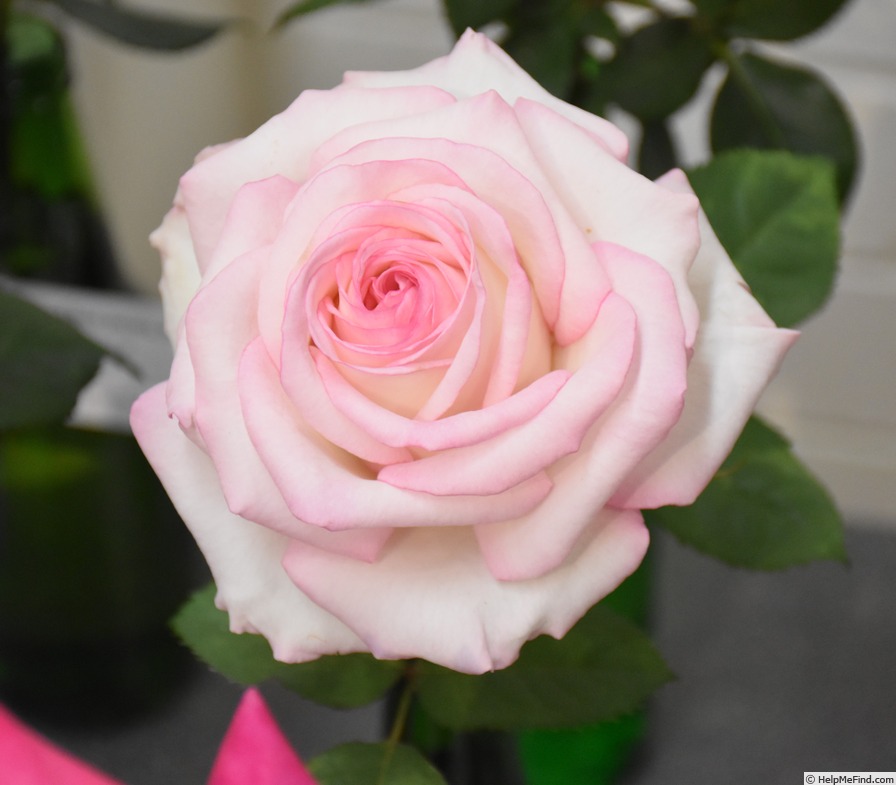 'Moonstone ™ (Hybrid Tea, Carruth 1998)' rose, click to enlarge 'Moonstone ™ (Hybrid Tea, Carruth 1998)' rose photo