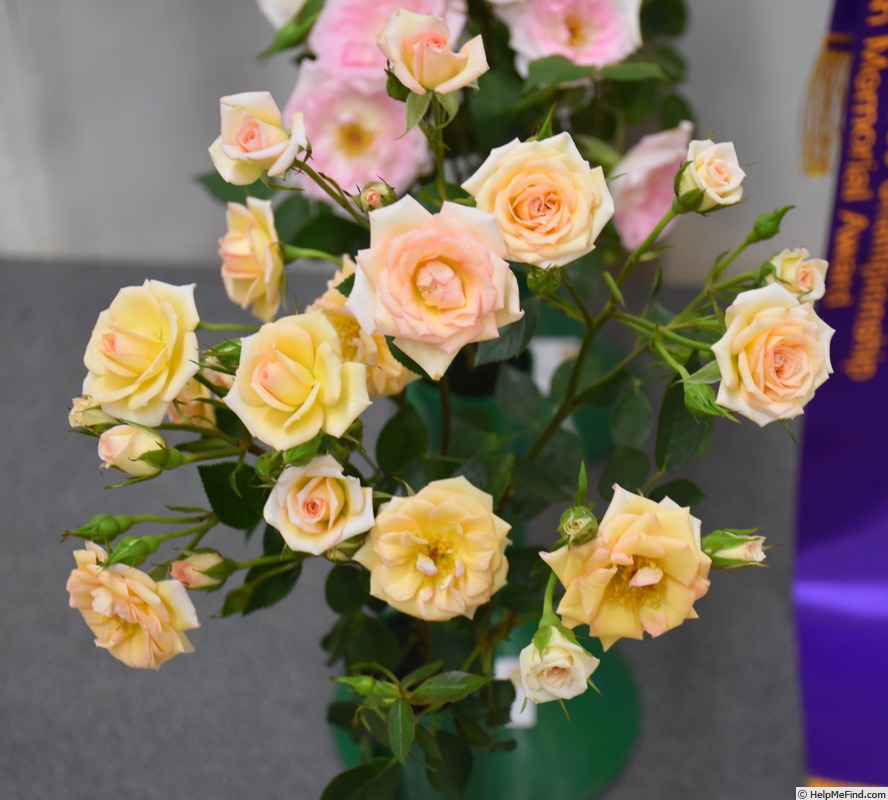 'Party Girl ®' rose, click to enlarge 'Party Girl ®' rose photo
