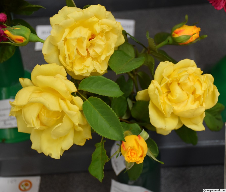 'Our Sunny Son' rose photo