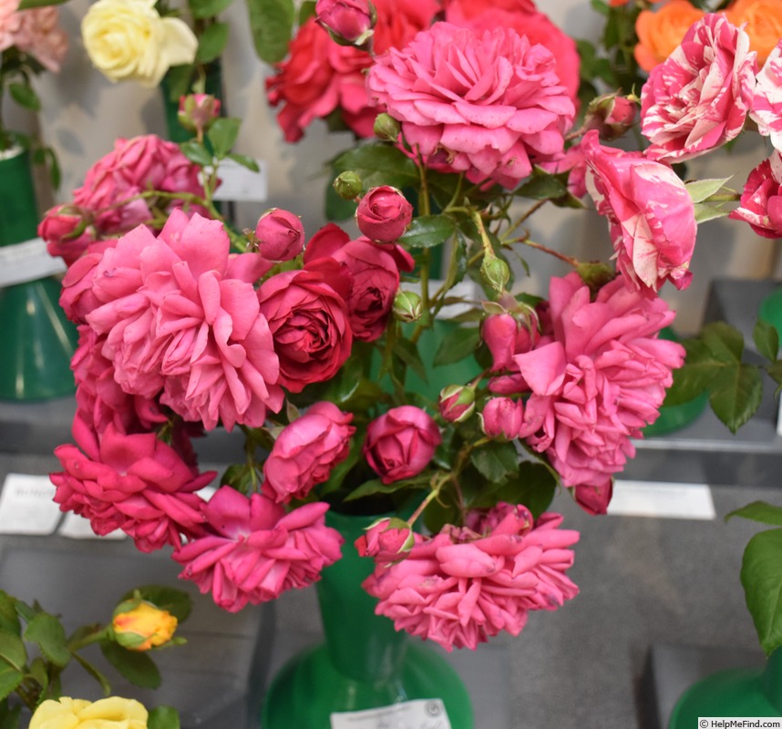 'Great Balls of Fire (ClF, Sommerfeld before 2020)' rose photo