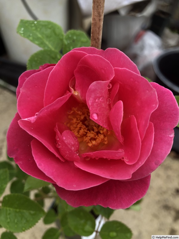 'AKA 413.1-22' rose photo