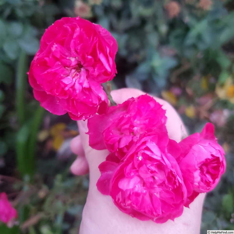 'Dian' rose photo