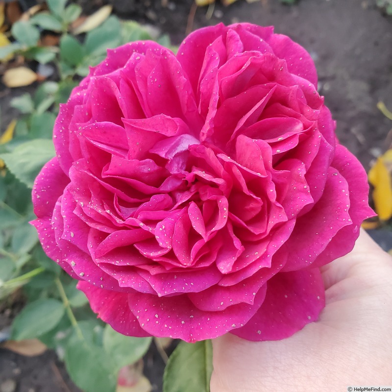 'Like No Other' rose photo