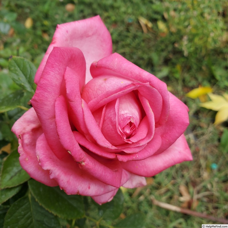 'Wedding Bells ® (hybrid tea, Kordes 2001)' rose photo