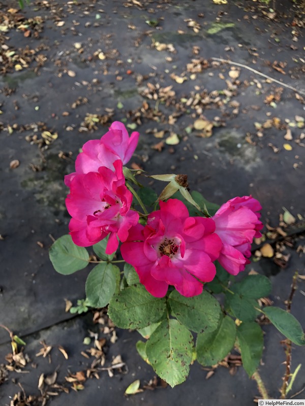 'AKA190-22' rose photo