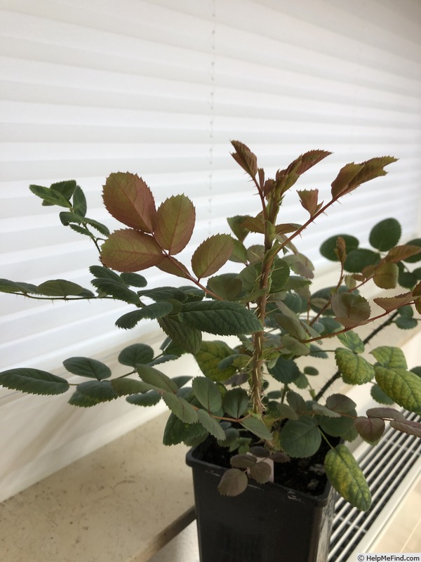 'AKA190-22' rose photo