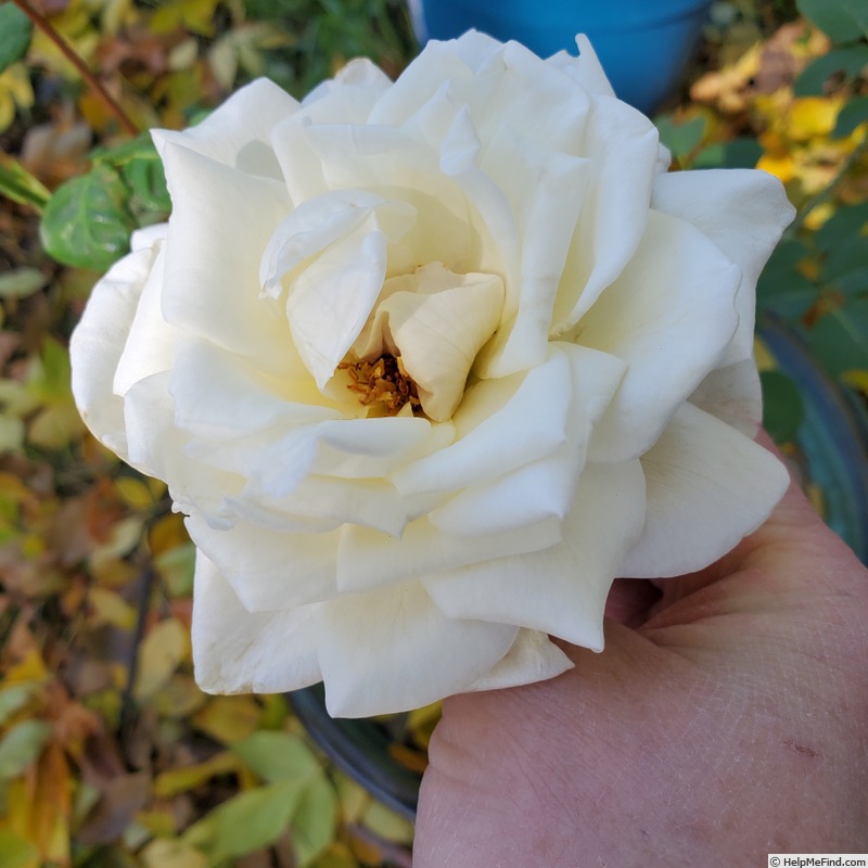 'Paloma (hybrid tea, Swim&Weeks, 1968)' rose photo